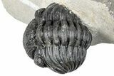 Enrolled Pedinopariops Trilobite - Mrakib, Morocco #287665-2